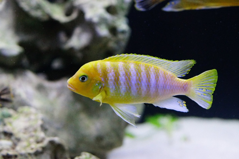 Maylandia hajomaylandi 'Chizumulu Island'